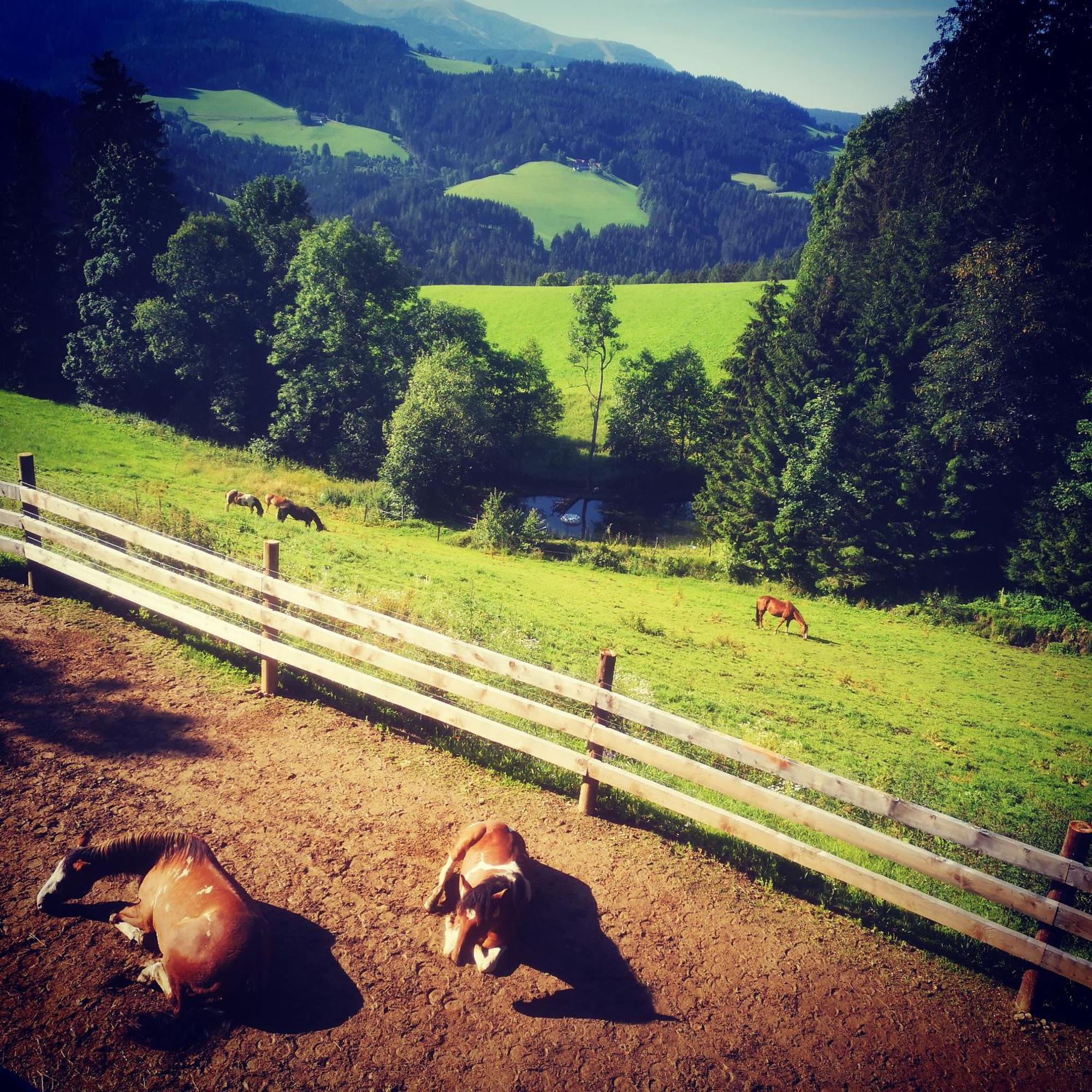Erlebnisbauernhof Gutschi Ranch Kamp Cameră foto